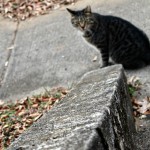 IMG_1101