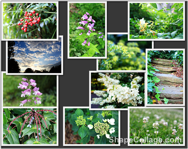 flower collage