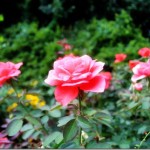 IMG_3026
