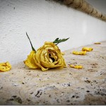 IMG_2502